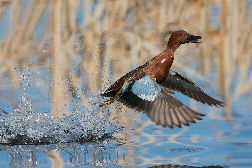 Cinnamon Teal Drake taking flight